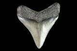 Juvenile Megalodon Tooth - Georgia #101361-1